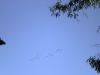 Filename=11_173.JPG
Filesize=71KiB
Dimensions=800x600
Date added=Aug 22, 2008 11_173.JPG