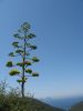 corse2007_0585.JPG