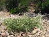 corse2007_0603.JPG