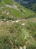 corse2007_0969.JPG