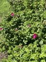 Filename=jour14_21.JPG
Filesize=225KiB
Dimensions=450x600
Date added=Jun 09, 2026 jour14_21.JPG