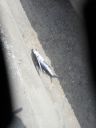 Filename=jour14_058.JPG
Filesize=159KiB
Dimensions=450x600
Date added=Jan 02, 2018 jour14_058.JPG