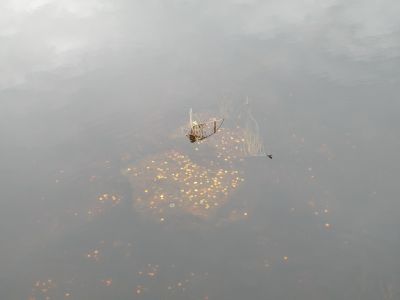 20160511_067.JPG