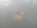 20160511_067.JPG