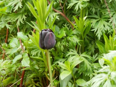 20160511_154.JPG