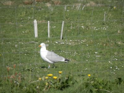 20160515_243.JPG
