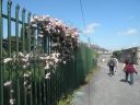 20160516_078.JPG