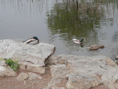 20160517_018.JPG
