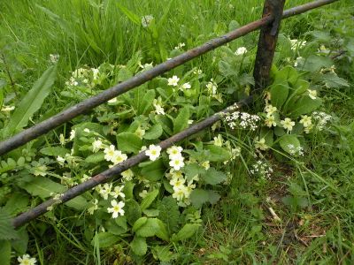 20160517_052.JPG