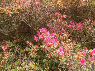 20160517_105.JPG