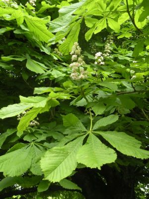 20160519_103.JPG