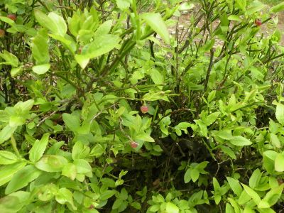 20160520_052.JPG
