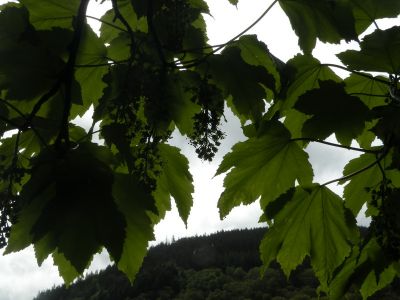 20160520_082.JPG