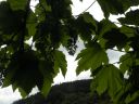 20160520_082.JPG