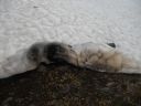 05_hellissandur_087.JPG