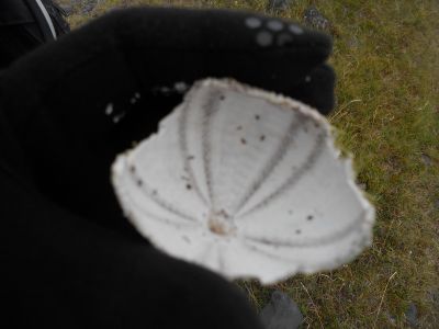 05_hellissandur_211.JPG