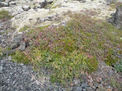 05_hellissandur_237.JPG