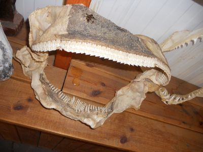 06_breidavik_050.JPG