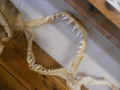 06_breidavik_051.JPG