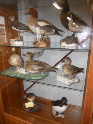 06_breidavik_062.JPG