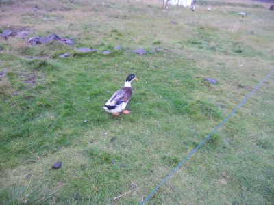06_breidavik_069.JPG
