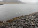 06_breidavik_035.JPG