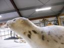 06_breidavik_065.JPG