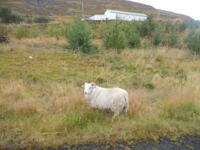 07_isafjordur_180.JPG