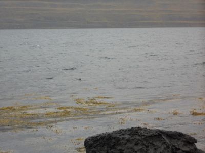 09_holmavik_098.JPG