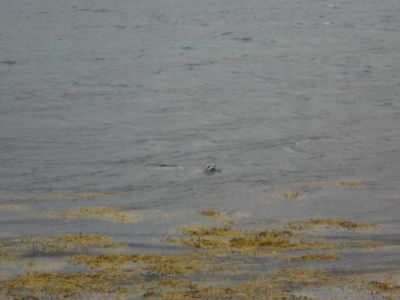 09_holmavik_099.JPG