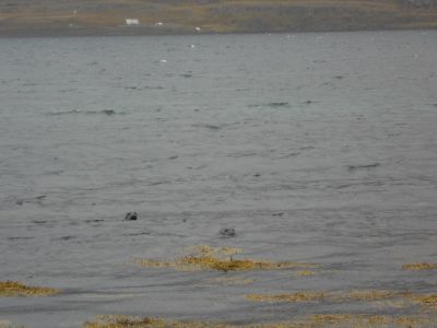 09_holmavik_100.JPG