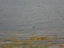 09_holmavik_099.JPG