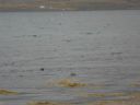 09_holmavik_100.JPG