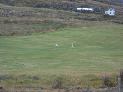 09_holmavik_126.JPG
