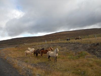 09_holmavik_161.JPG