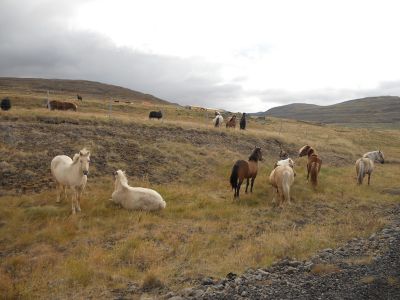 09_holmavik_162.JPG