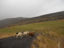 09_holmavik_109.JPG