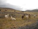 09_holmavik_162.JPG