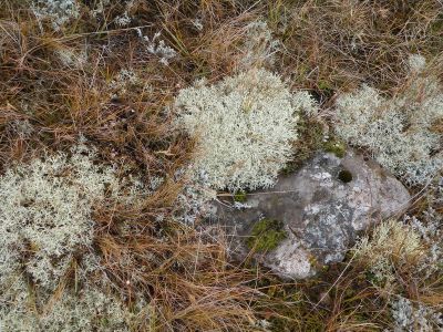 11_myvatn_092.JPG