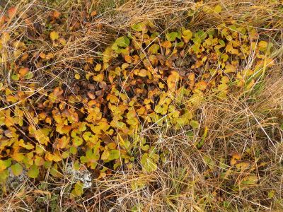 11_myvatn_093.JPG