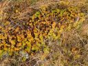 11_myvatn_093.JPG