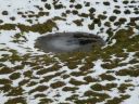 12_myvatn_167.JPG