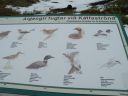 12_myvatn_204.JPG