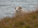 12_myvatn_231.JPG