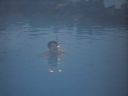 12_myvatn_351.JPG