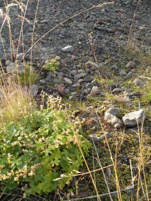 14_egilsstadir_256.JPG