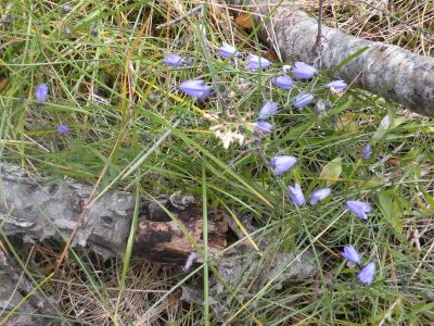 15_breiddaldsvik_040.JPG