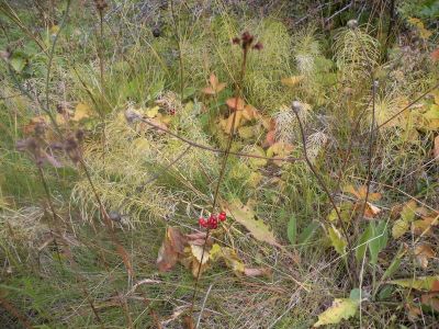 15_breiddaldsvik_048.JPG