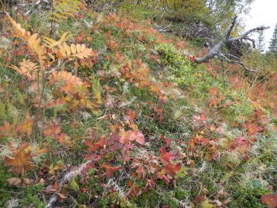 15_breiddaldsvik_050.JPG