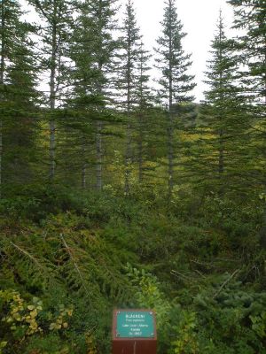 15_breiddaldsvik_051.JPG
